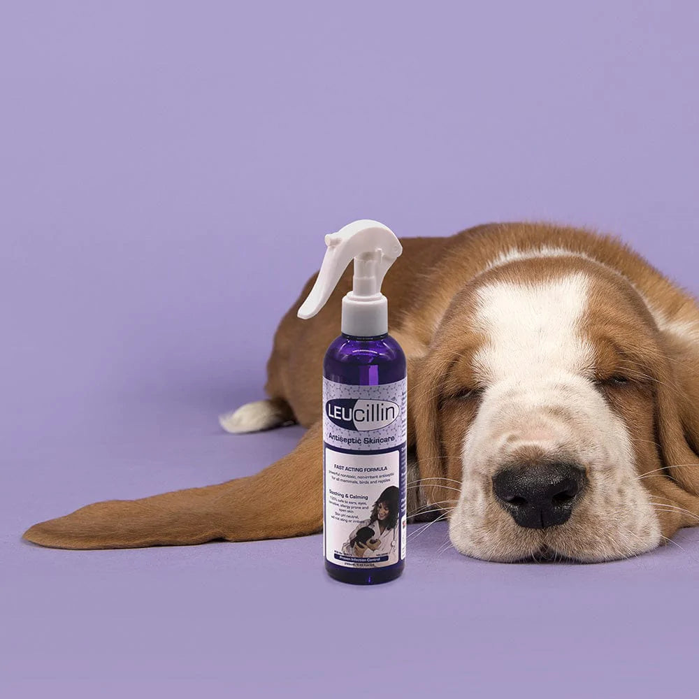 Leucillin antiseptic spray for cats and dogs