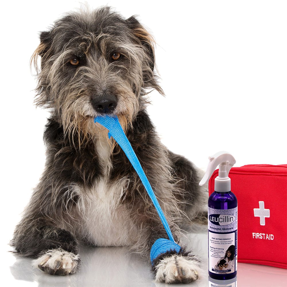 Leucillin antiseptic spray for cats and dogs