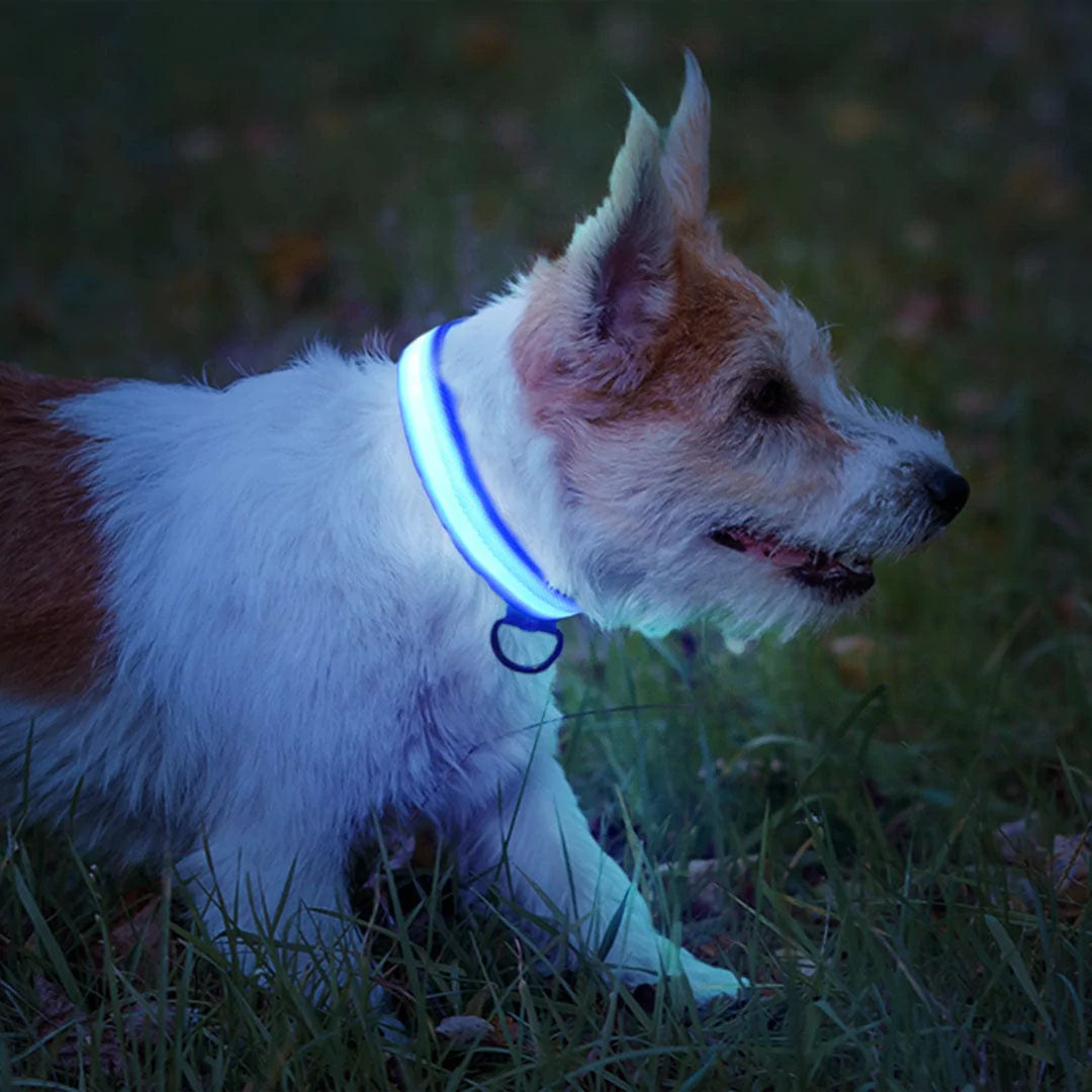 Light'Em LED safety dog collar